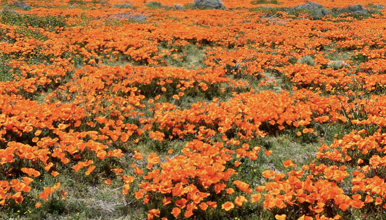 San Diego native plant tips for fall Cleator Landscape Design of San Diego