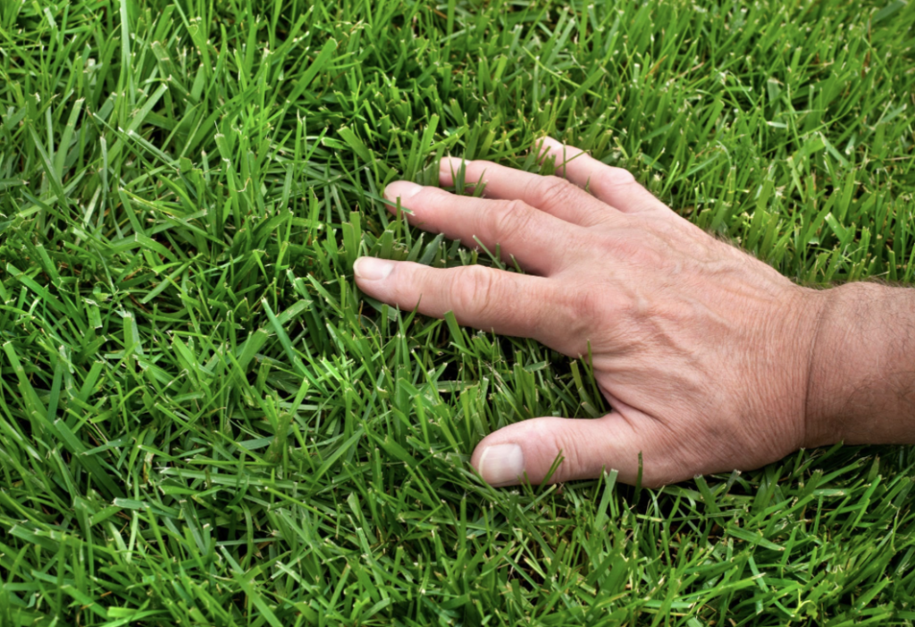 Turf Type Tall Fescue vs. Bermuda Grass: Choosing the Ideal Lawn for ...