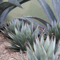 Cleator Landscape Design of San Diego | Landscape Designer San Diego